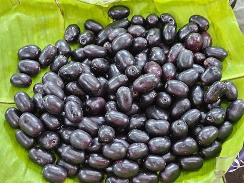 Jamun Pulp